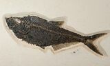 & Diplomystus Fish Fossils - Wyoming #18058-2